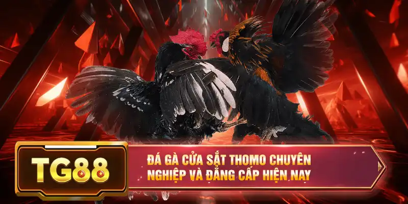 Đá gà cửa sắt Thomo chuyên nghiệp và đẳng cấp hiện nay