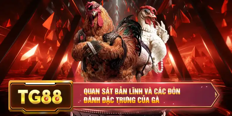 Quan sát bản lĩnh và các đòn đánh đặc trưng của gà